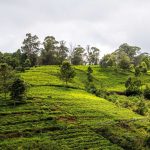 tea-plantation-5606403_1920-1024x683.jpg