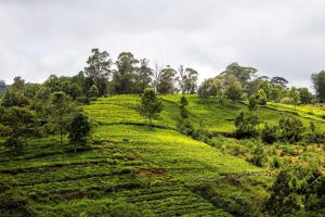 Read more about the article The Picturesque Hill Stations of Ooty and Coonoor